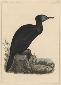 Aves, lámina X, 1855 de American School